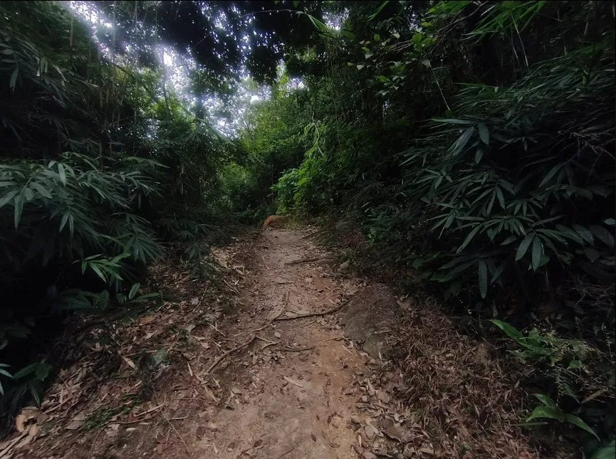 Bamboo path